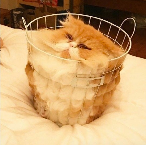 Un chat en photo